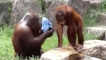 Sıcaktan Bunalan Orangutan Bakın Nasıl Serinlemeye Çalıştı!