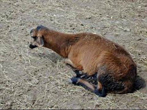 Bakri ko jalab ka elaj by Dr.Ashraf Sahibzada