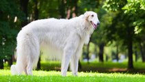 10 Most Unusual Looking Dog Breeds