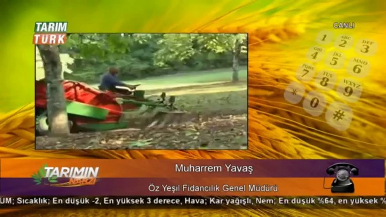 ceviz -muharrem yavas