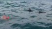 Golfinhos acompanham nadador em travessia no mar