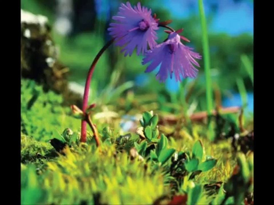 Aşkımın ilk baharı... Elif Ömürlü Uyar
