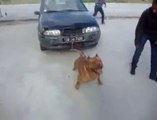 Pitbull towing a car! Amazing dog...