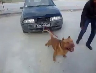 Un pitbull tire une voiture à lui tout seul! Puissant le chien!