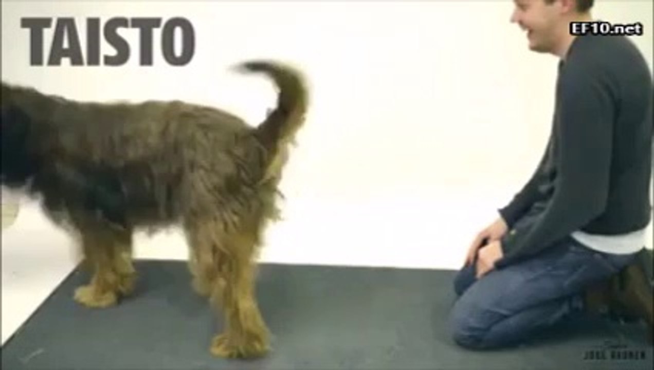 Köpeklere illüzyon yapılırsa :)