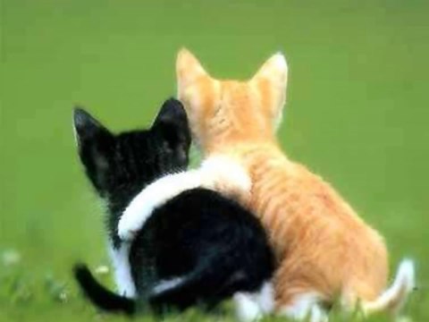 My jestesmy kotki dwa - słodkie koty i kotki