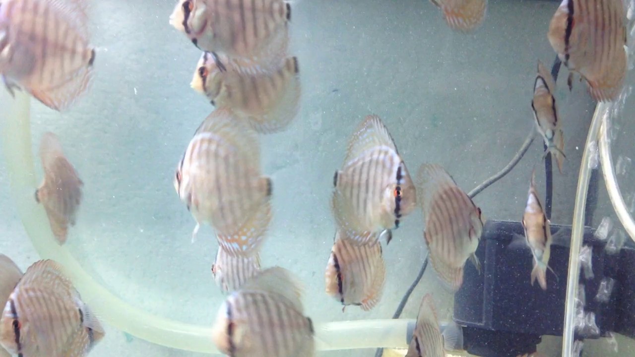 Piwo turkuaz gençler ve yavrular