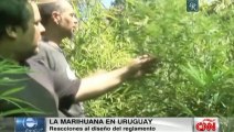 Marihuana en Uruguay, reacciones al diseño del reglamento