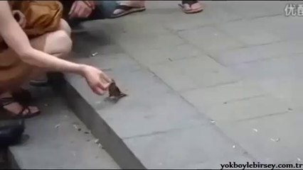 Sokaktaki İnsanlardan Bozuk Para Toplayan Kuşlar