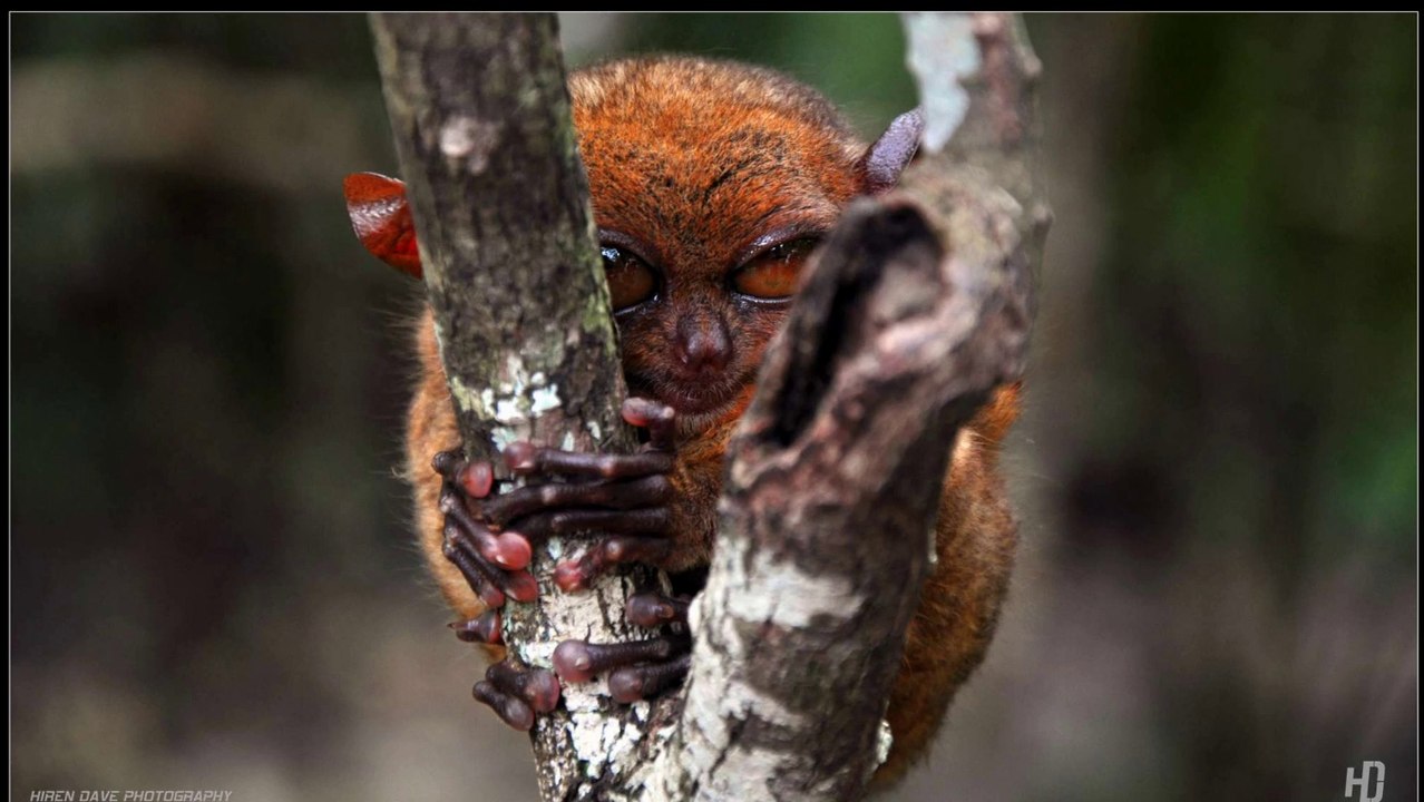 Commentaires généraux