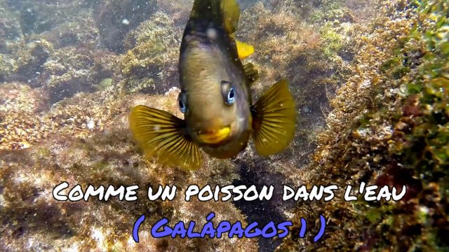 Andiamo Amérique du sud EP32 Comme un poisson dans l'eau (Galapagos 1)