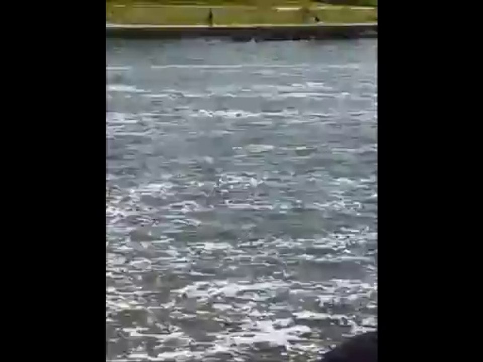 poissons Han River