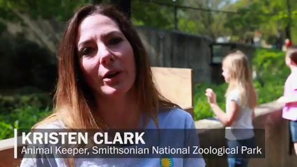 Zoo&apos;s lion cubs take a swim