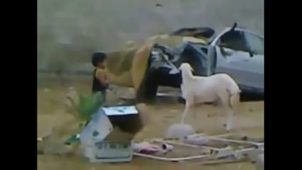 koyuna kafa tutan çocuğun sonu