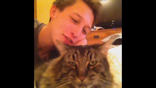 Un chat violent - Compil de vidéos VINE hilarantes!