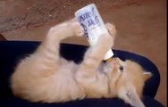 Tatlı Minik Kedi Yavrusu Sütünü İçiyor__