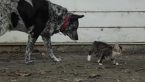 Dog Befriends Adorable Disabled Kitten