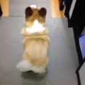 Twerking Dog