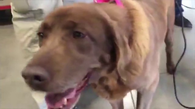 Veteran Reuniting With His War Dog Will Melt Your Heart