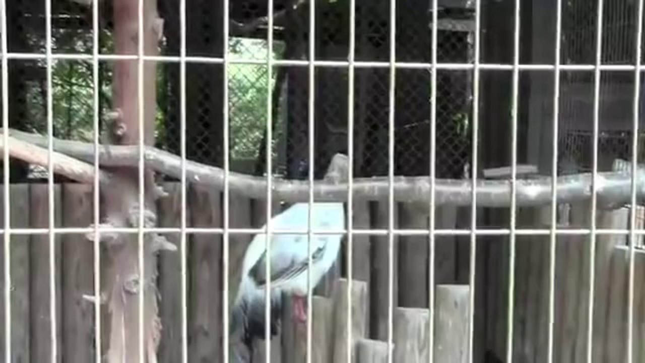 中村浩一郎おススメ！鳥にアホ！アホ！アホ！と言われたおもしろハプニング動画