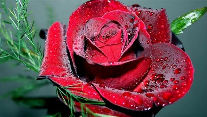 NECTAR ANACHID SANS INSTRUMENTS 26 Islam