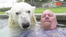 Un Orso polare che fa il bagno e nuota con un uomo in piscina