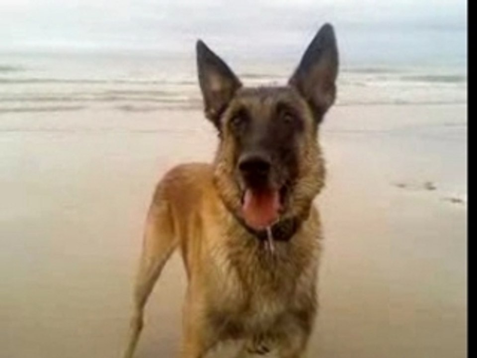 scandale " bebe loup " trop beau alamer