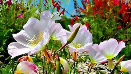 Sen Gidince Sesli Şiir versiyon 2- Ahmet SANLAV