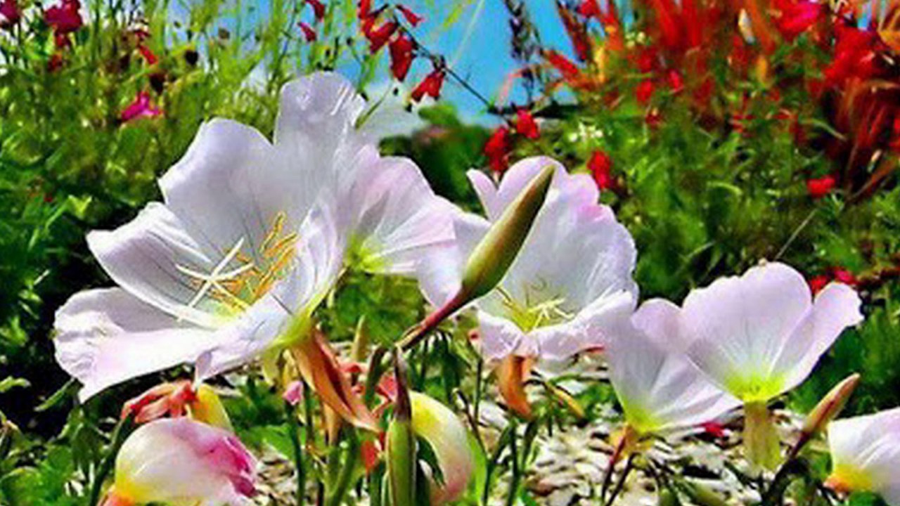 Sen Gidince Sesli Şiir versiyon 2- Ahmet SANLAV