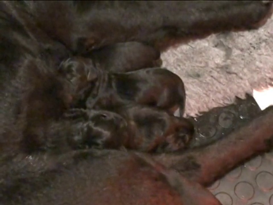 Portée 2014 : chiots 1 et 2° semaine