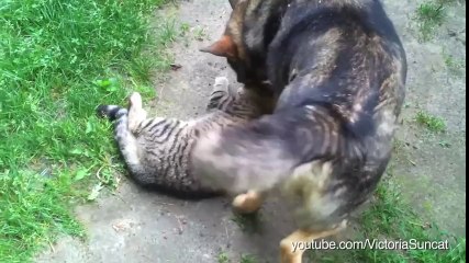Compilation : chiens et chats