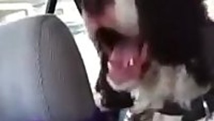 This Dog Might Be Broken