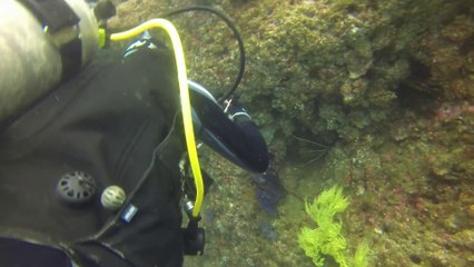 EDC Diving Trip in Musandam 2-3 5 2014  Lima, Octopus, The Cave & Wonderwall