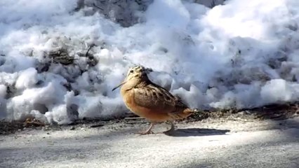 Un oiseau traverse la route en dansant