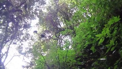 Les forêts de Birmanie menacées par l'abattage