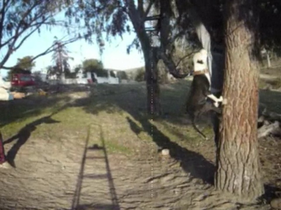 Holland APBT Kennel - Proximamente 2010