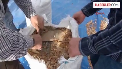 Kuruyemiş Kabukları İçinden Kaçak Sigara Çıktı