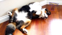 Cats and dogs sleeping in funny positions - Funny animal compilation