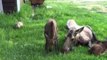 Curious Cat Pesters Moose