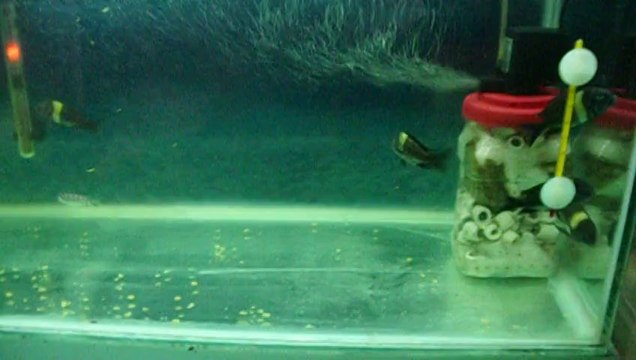 Duboisi Maswa 7 mayıs