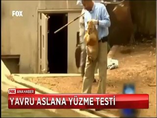 Yavru Aslanlara yapılan yüzme testi