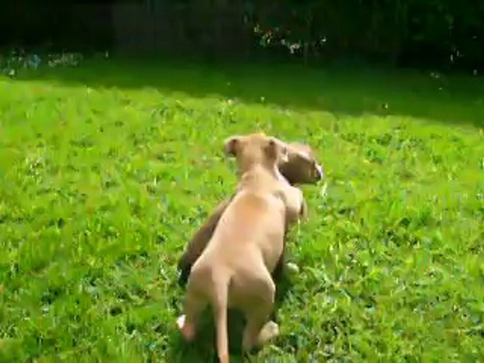 vidéo du 07.05.14 des 2 femelles ...