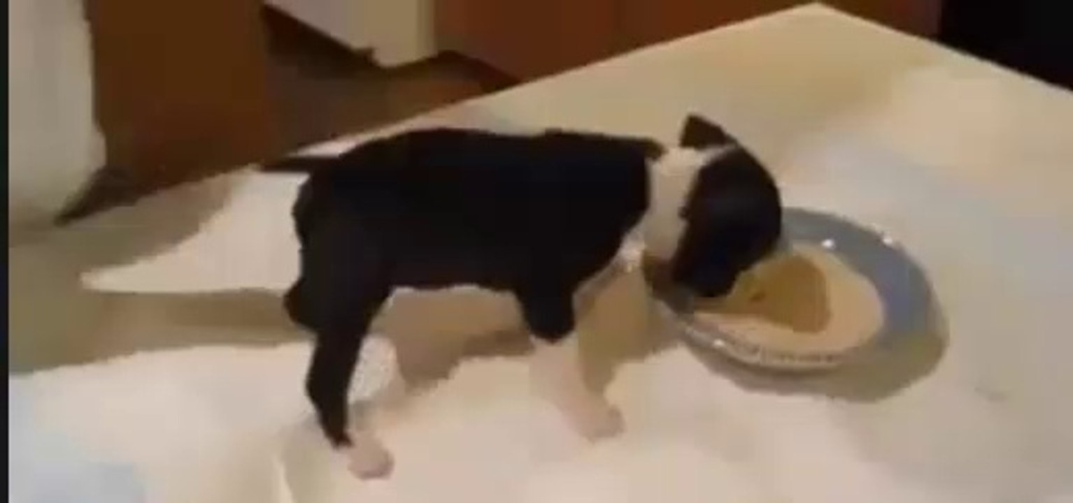 Minik Köpek Zevkten Takla Atıyor