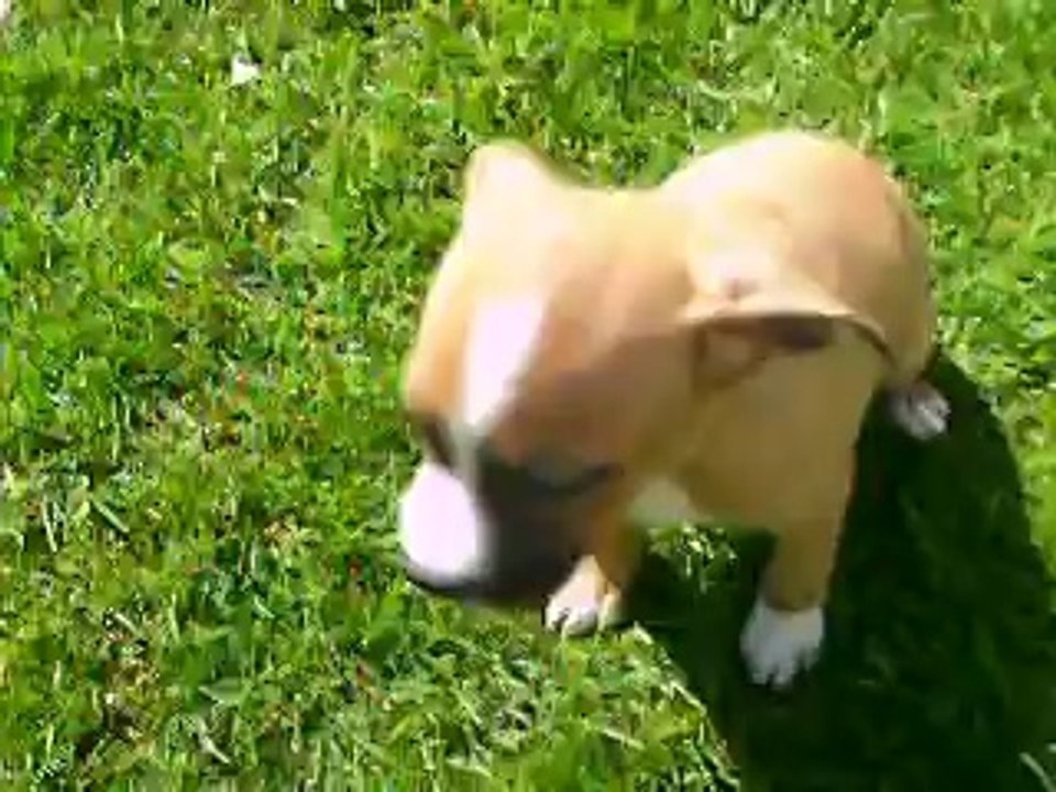 vidéo du 07.05.14 de Joy,Eros et Zlatan ....