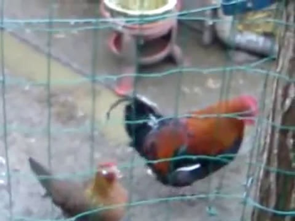 Notre Coq en Plein Chant