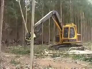 Abattage des arbres en Australie - impressionnant
