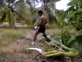 Comment abattre un arbre avec ses jambes !