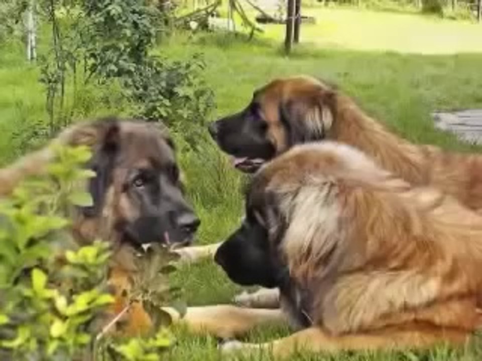 Kolysanka  - pieski male dwa (inna wersja) - dla przedszkolaka