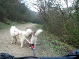 bike-joring deux chiens