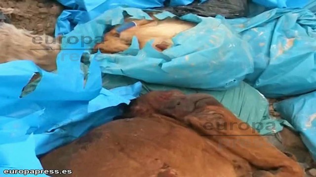 'El Refugio' denuncia el sacrificio de animales